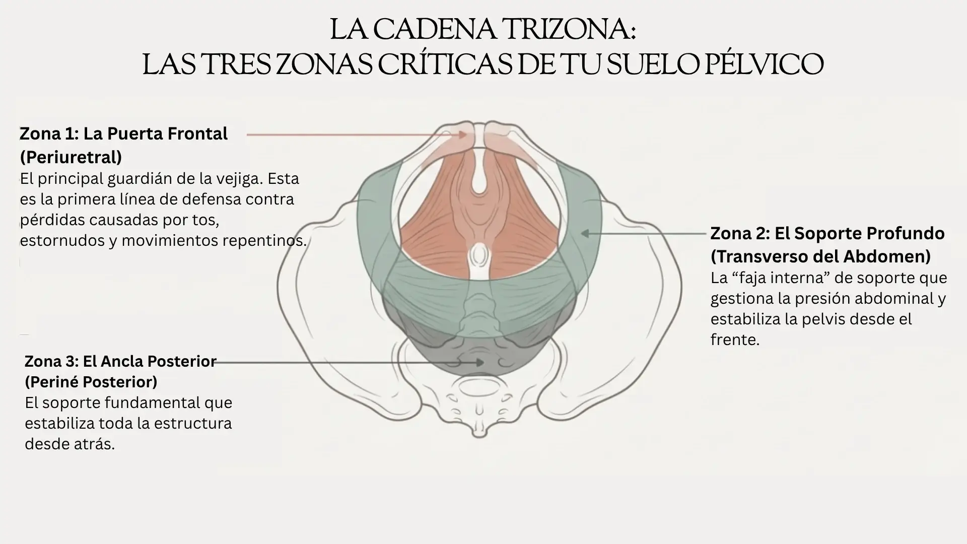 Diagrama Anatómico TriZona