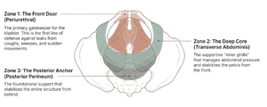 TriZone Diagram - Three zones of pelvic floor